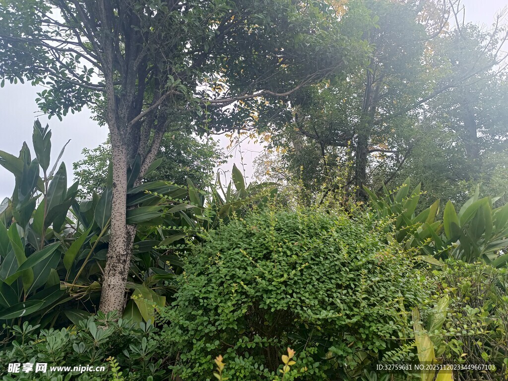 茂密丛林中的绿意景致