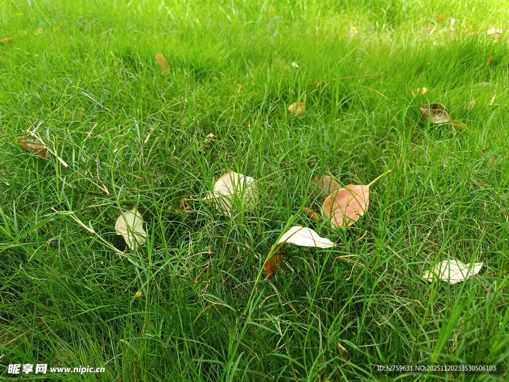草地上的散落枯叶