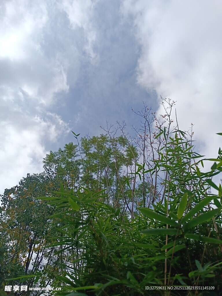 蓝天白云下的葱郁绿植