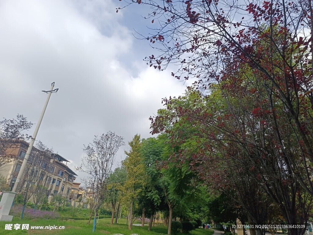 城市公园绿树景观