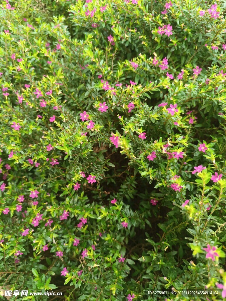 绿叶间绽放的粉色小花