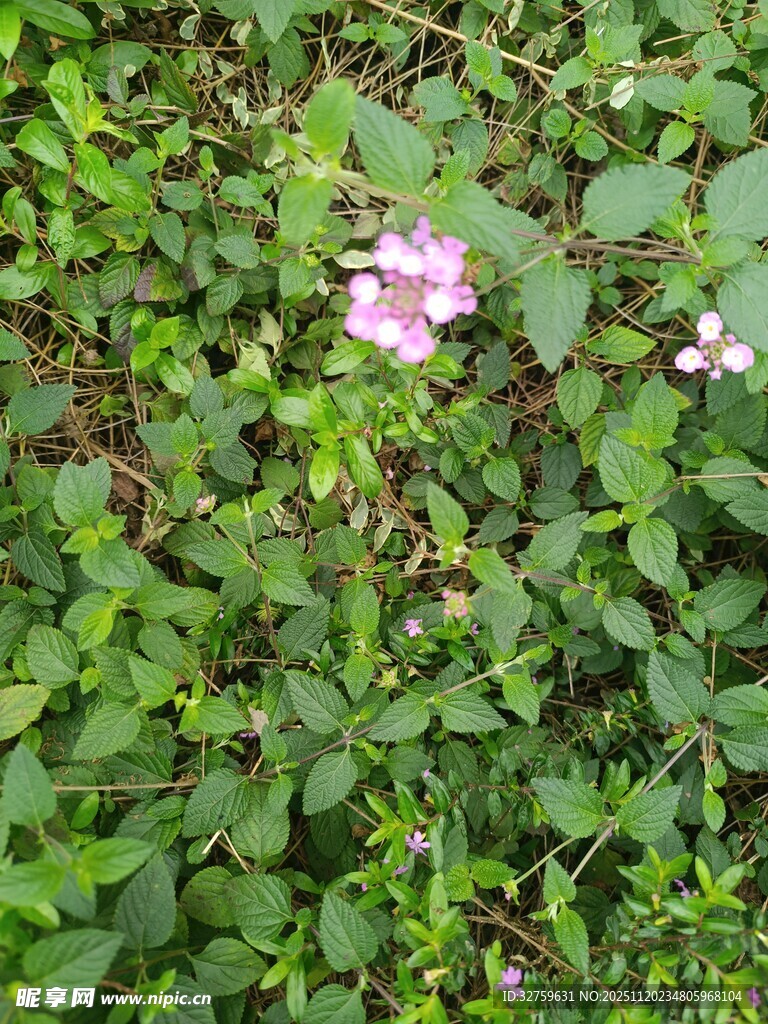 草丛中的粉色小花