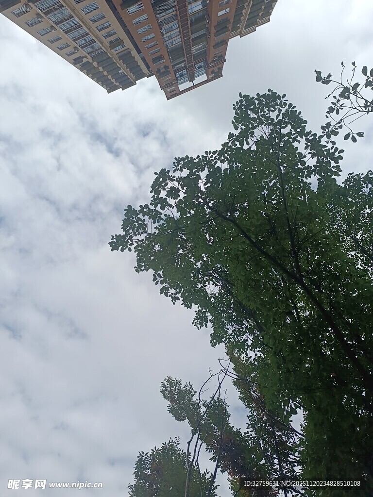 仰视绿树与高楼的天空