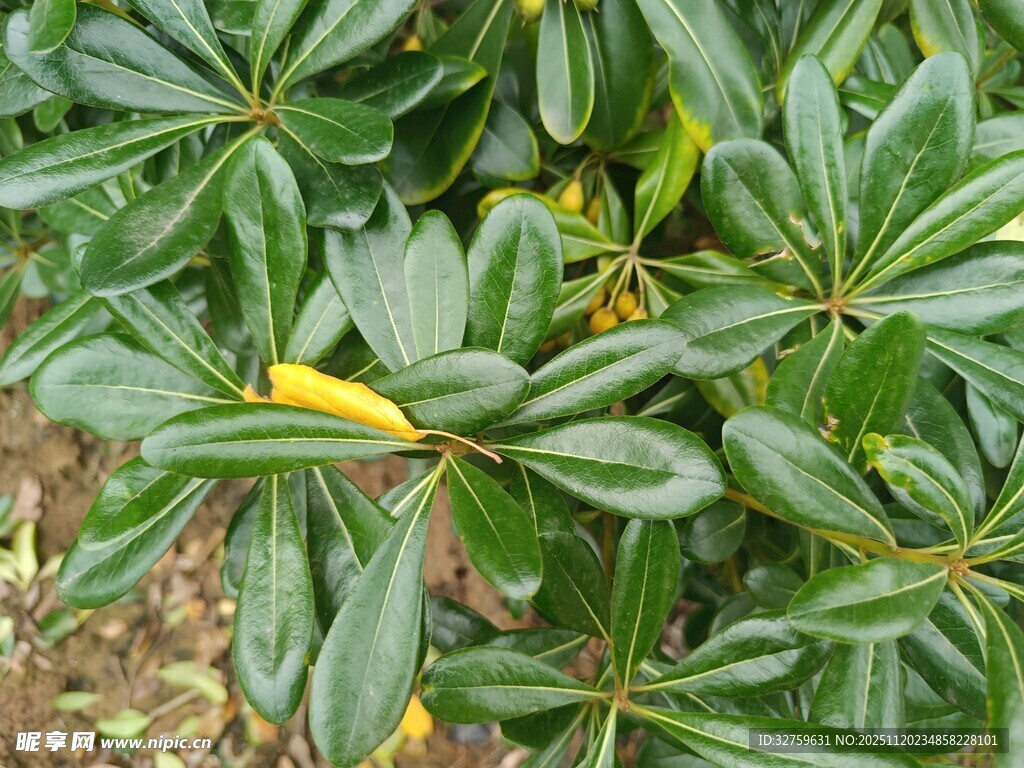 绿叶丛中的黄色花朵