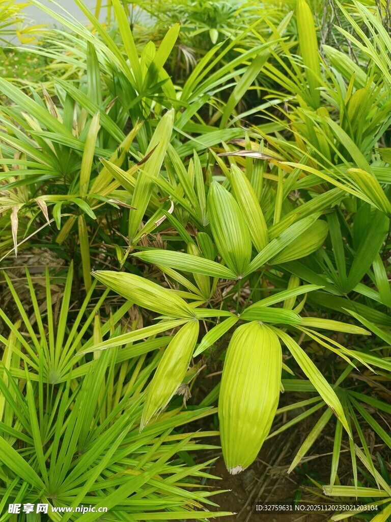 翠绿植物盆栽展示