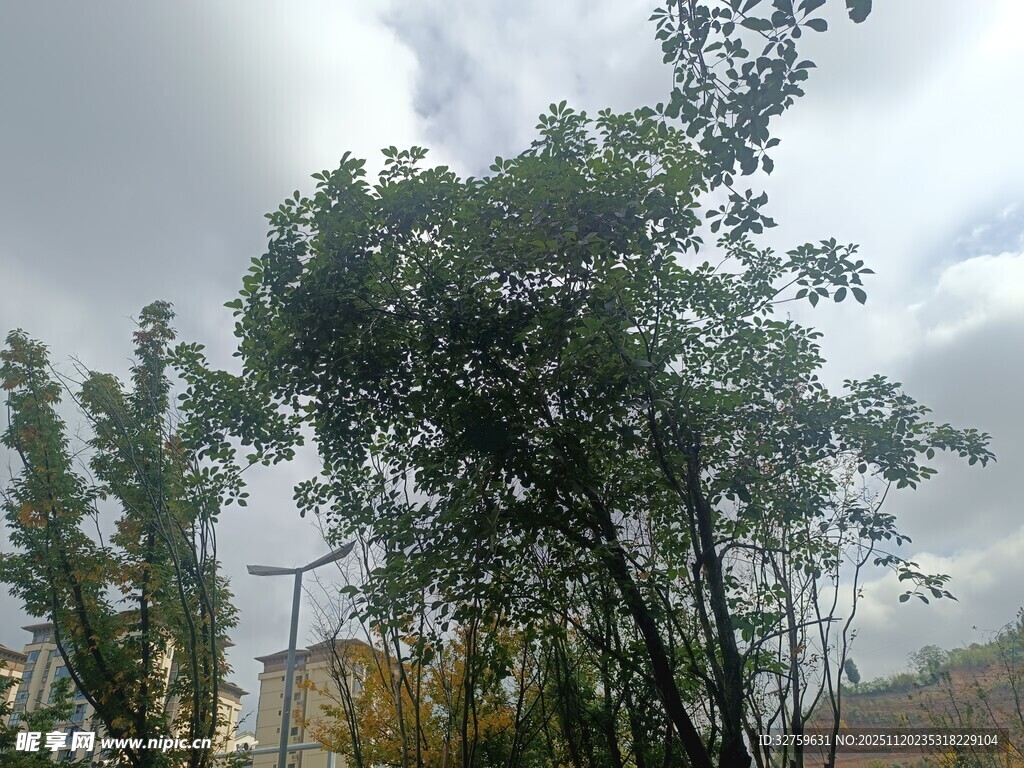 户外绿树与天空景致