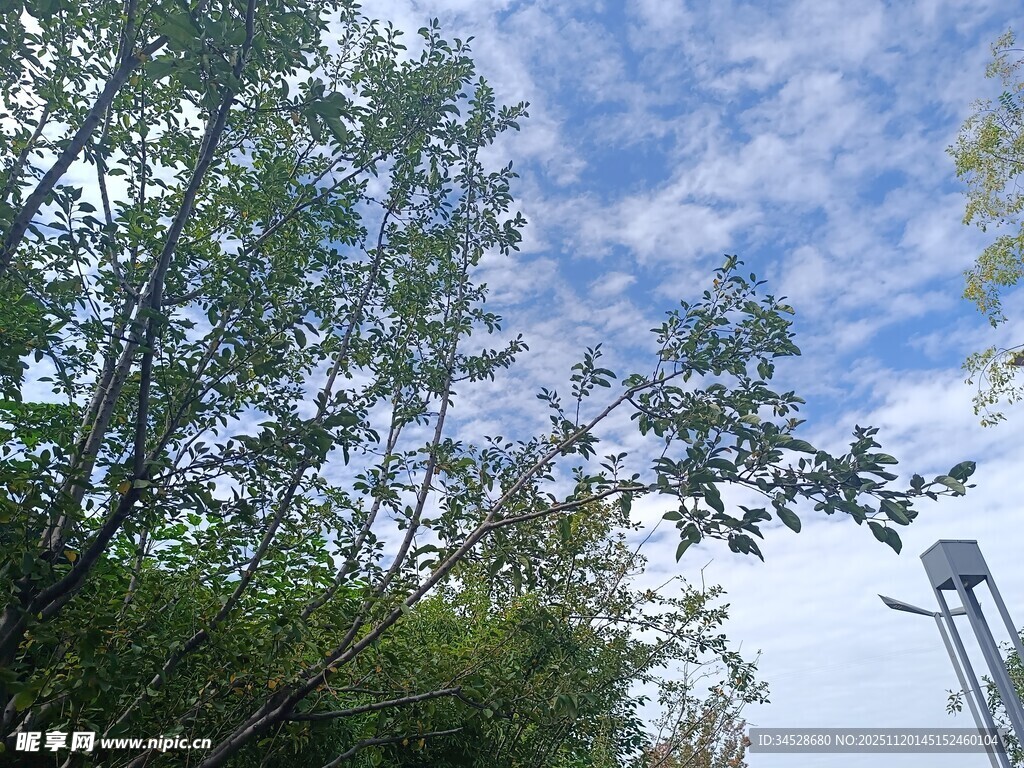 蓝天绿树间的自然景致