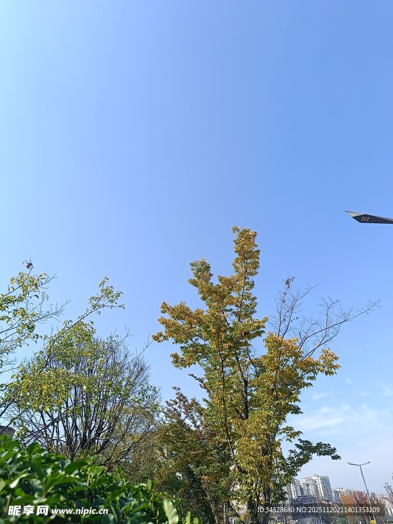 蓝天绿树间的飞行物