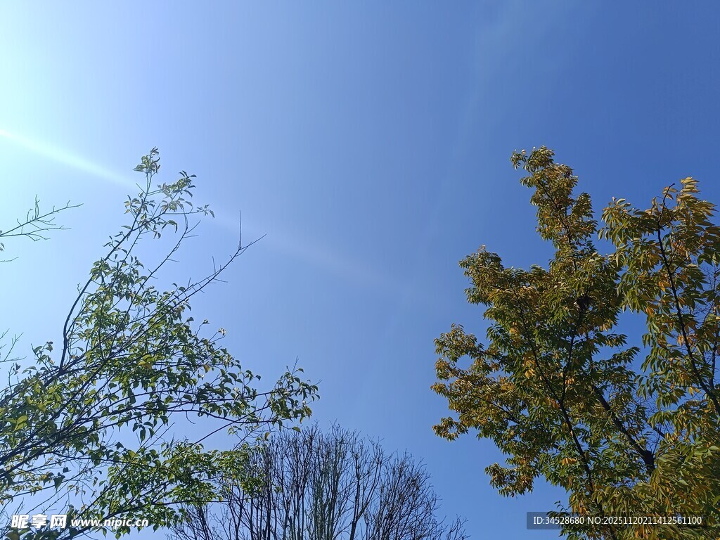 蓝天绿树的清新景致