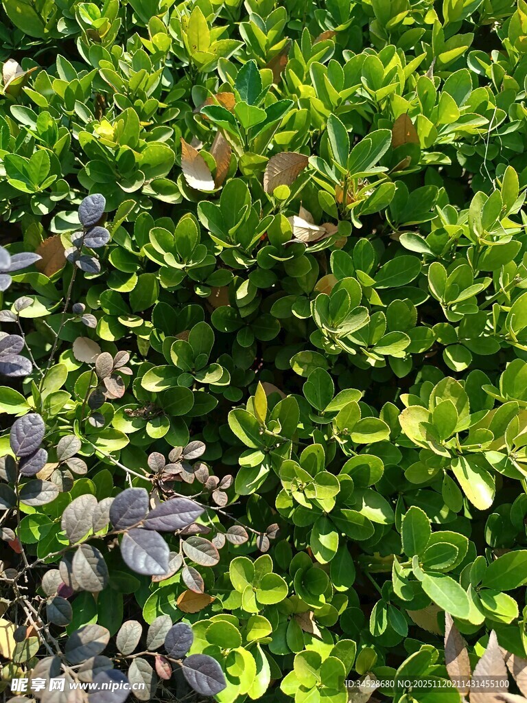 绿叶繁茂的植物景观