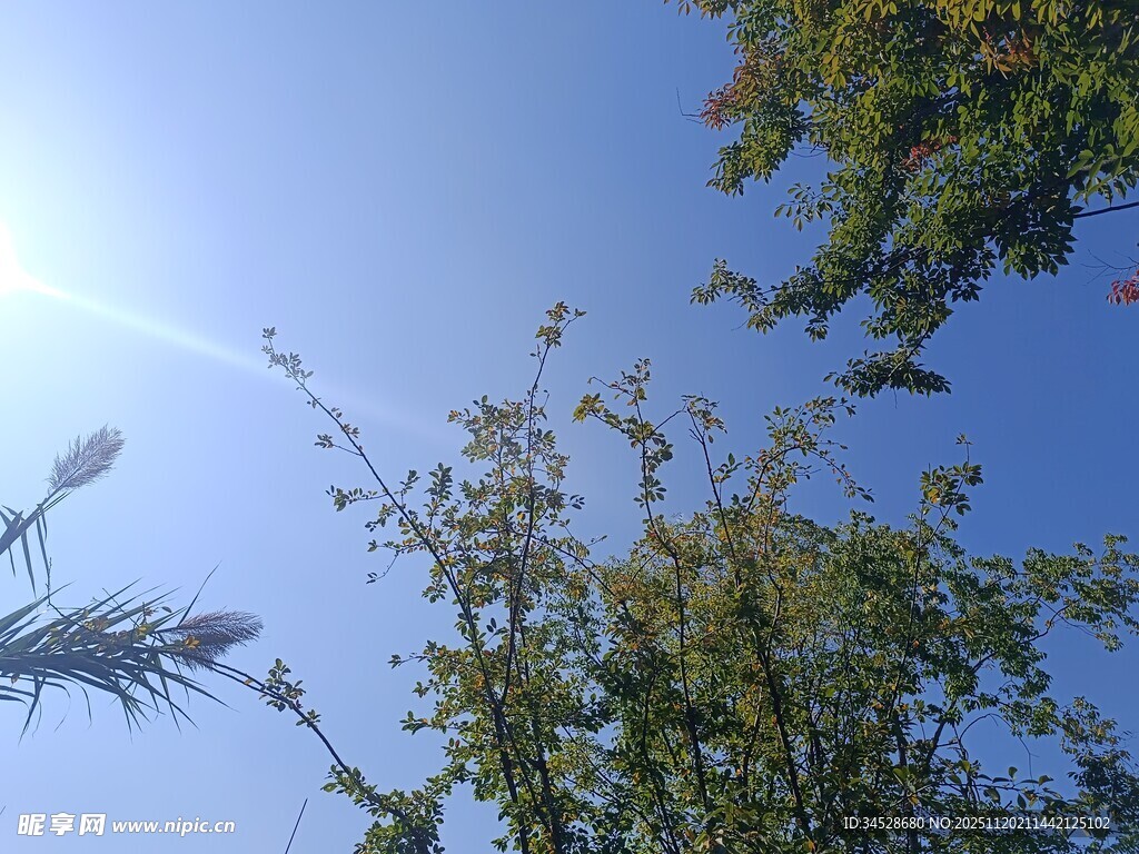 阳光下的绿植与蓝天