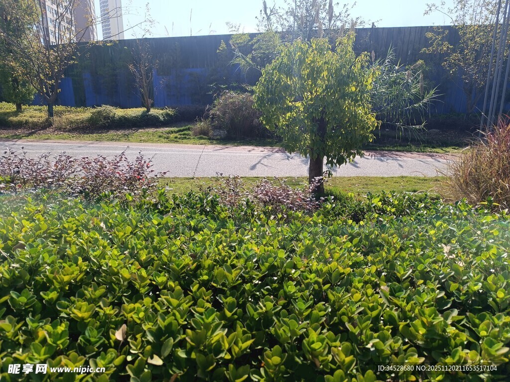 户外绿植景观