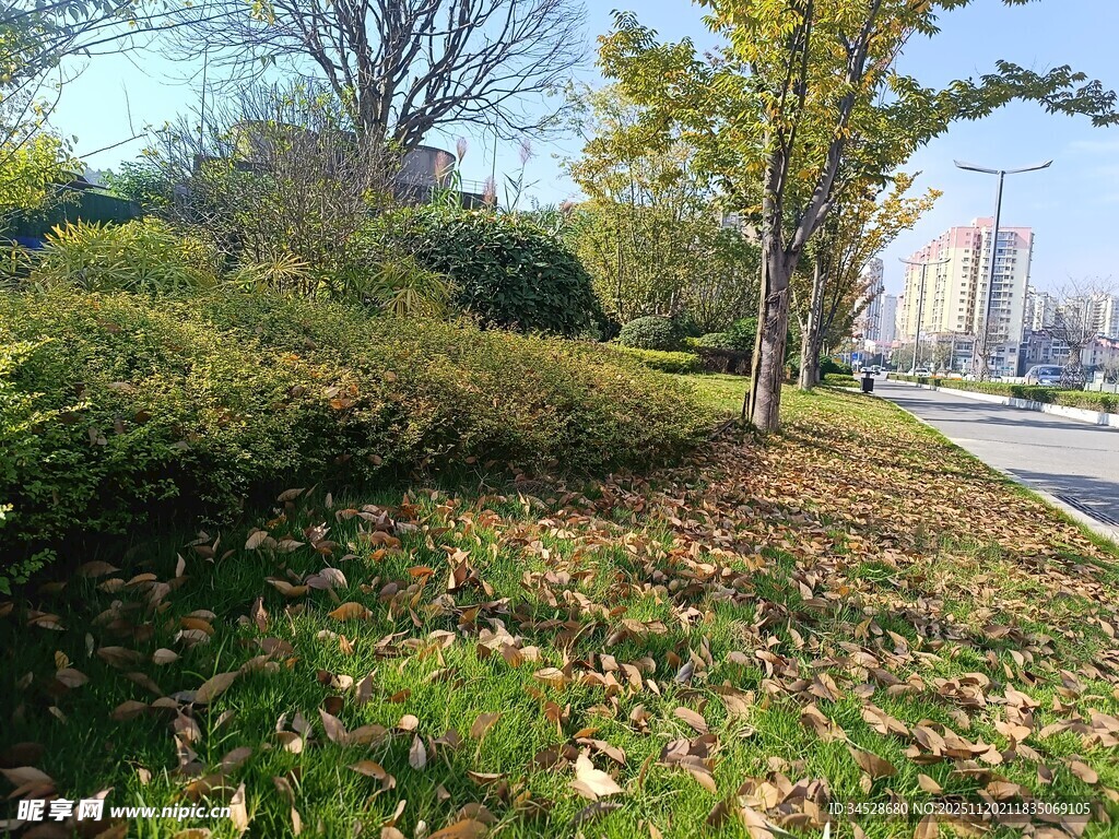 秋日路边绿意与落叶景致