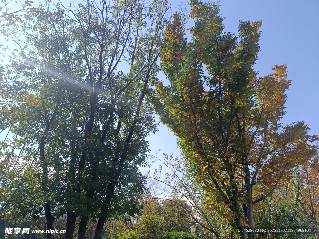 秋日阳光下的树木景观