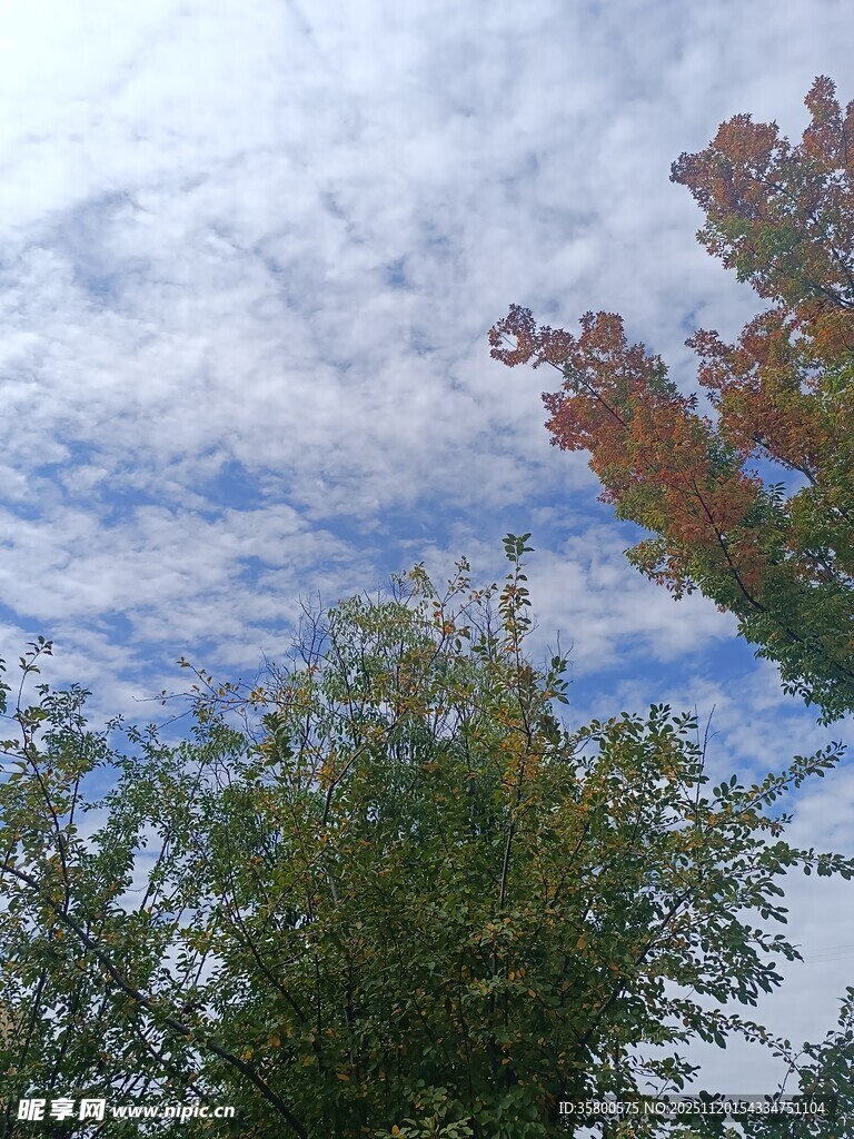 秋日树梢上的蓝天白云