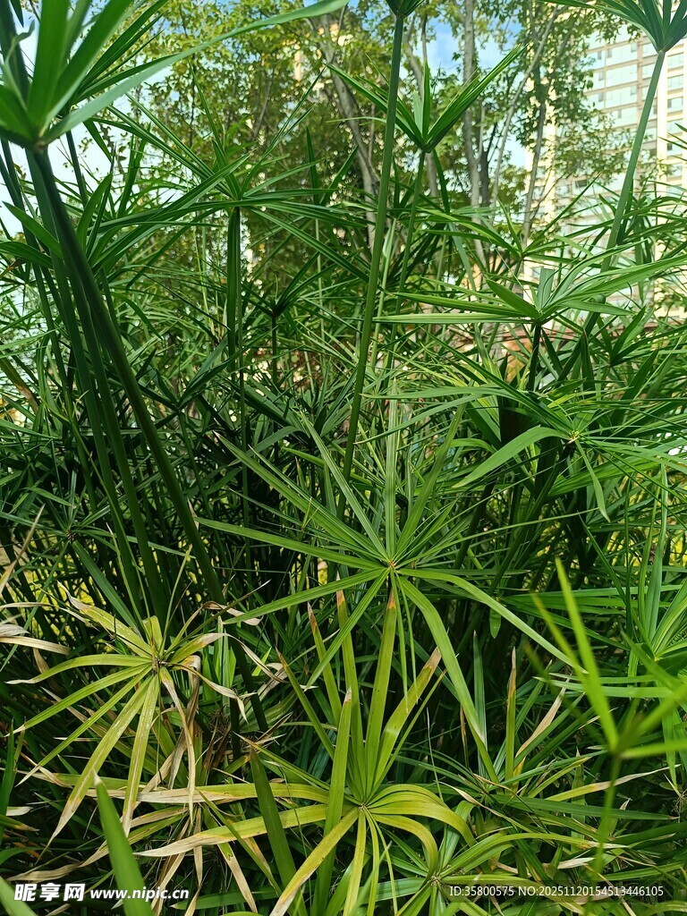 繁茂绿植景观