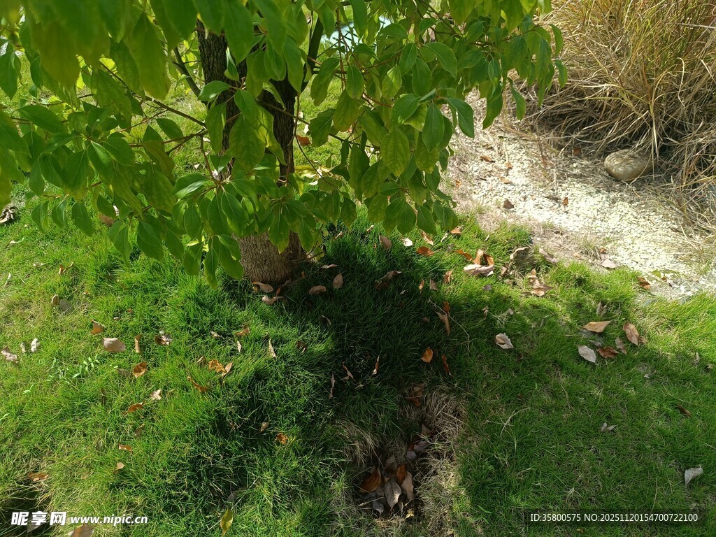 树下绿意盎然的自然景致