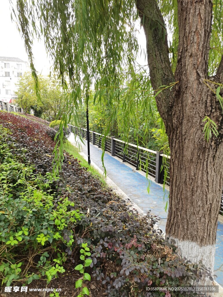 河畔柳下的清幽步道