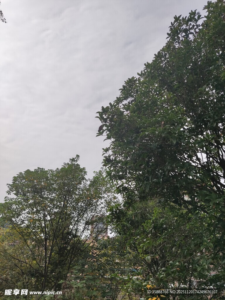 阴天中的茂密树林