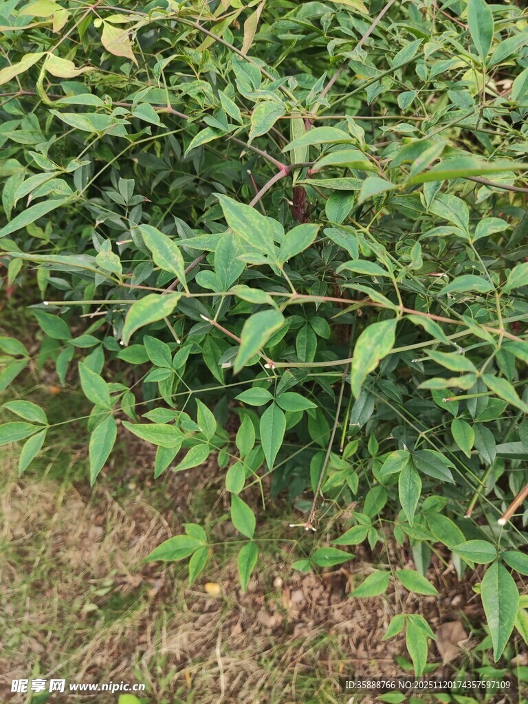绿叶繁茂的植物景观