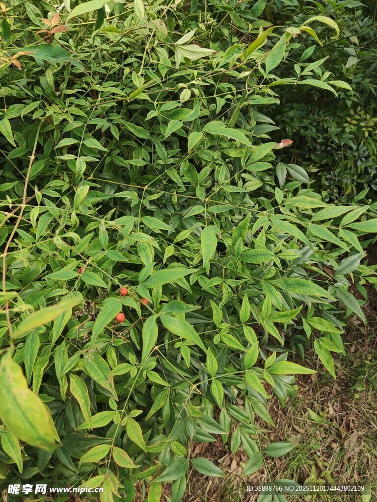 茂密绿植景观