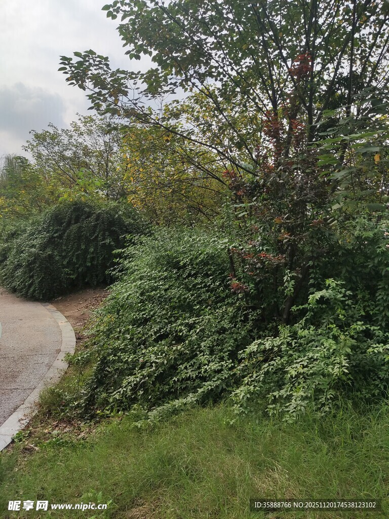 蜿蜒小路旁的繁茂绿植