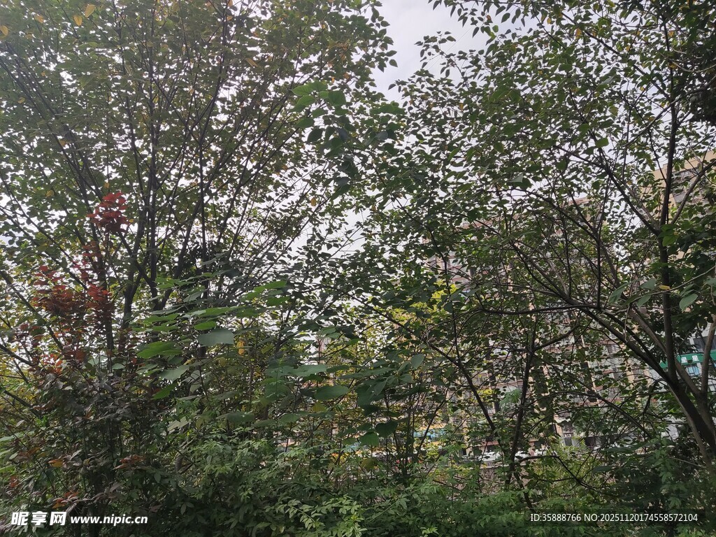 茂密树林中的自然景致