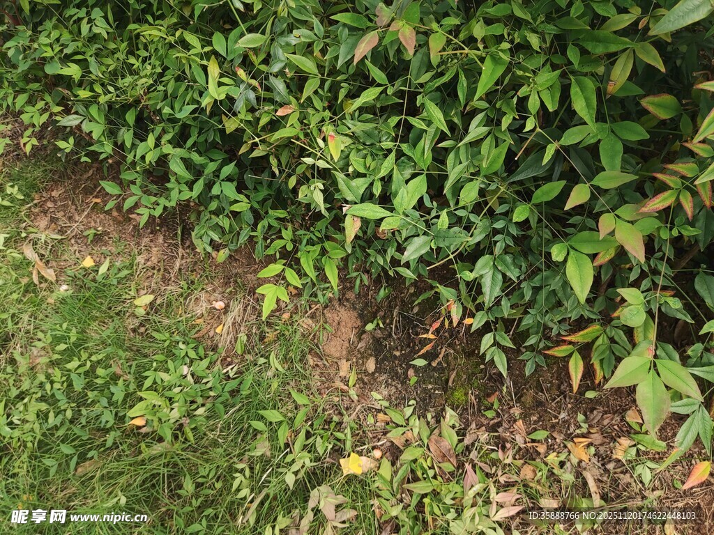 地面绿植与裸露土地景象