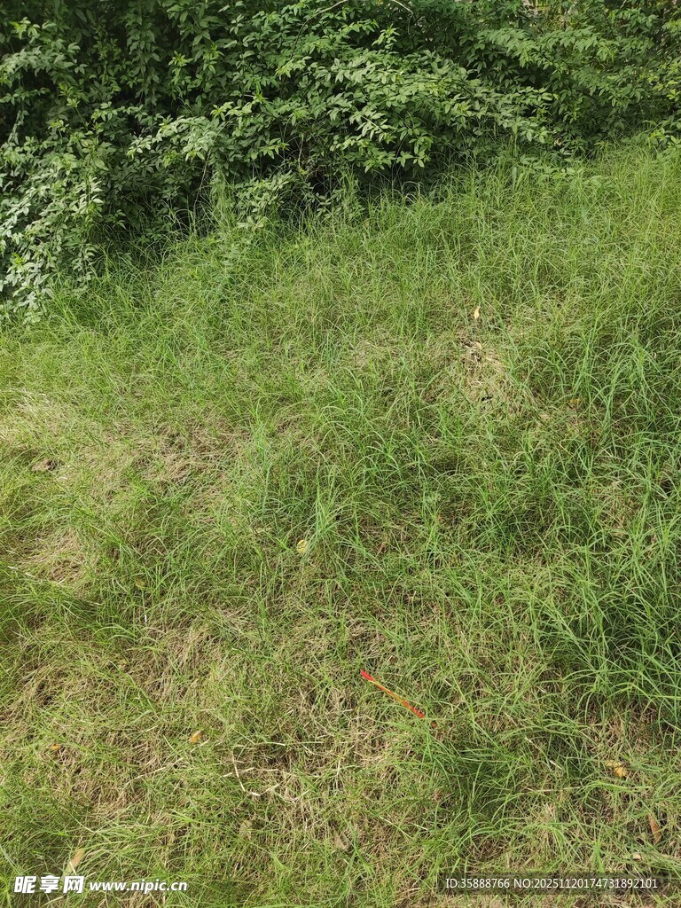 绿意盎然的草地与树林