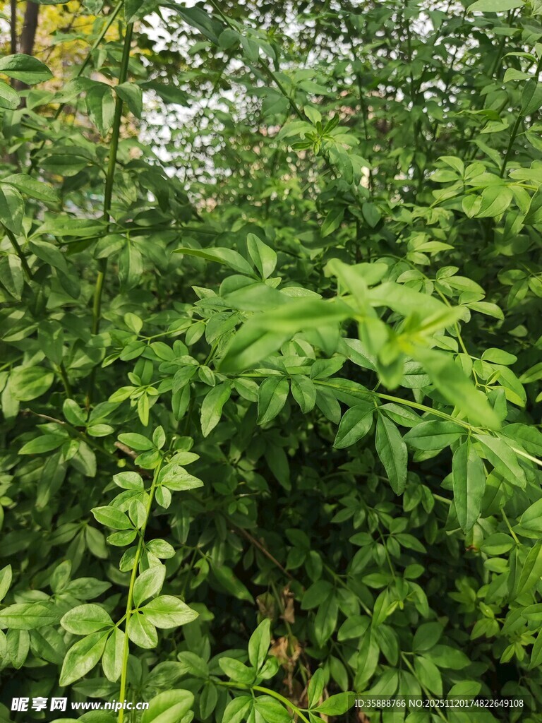 繁茂绿植中的清新景致