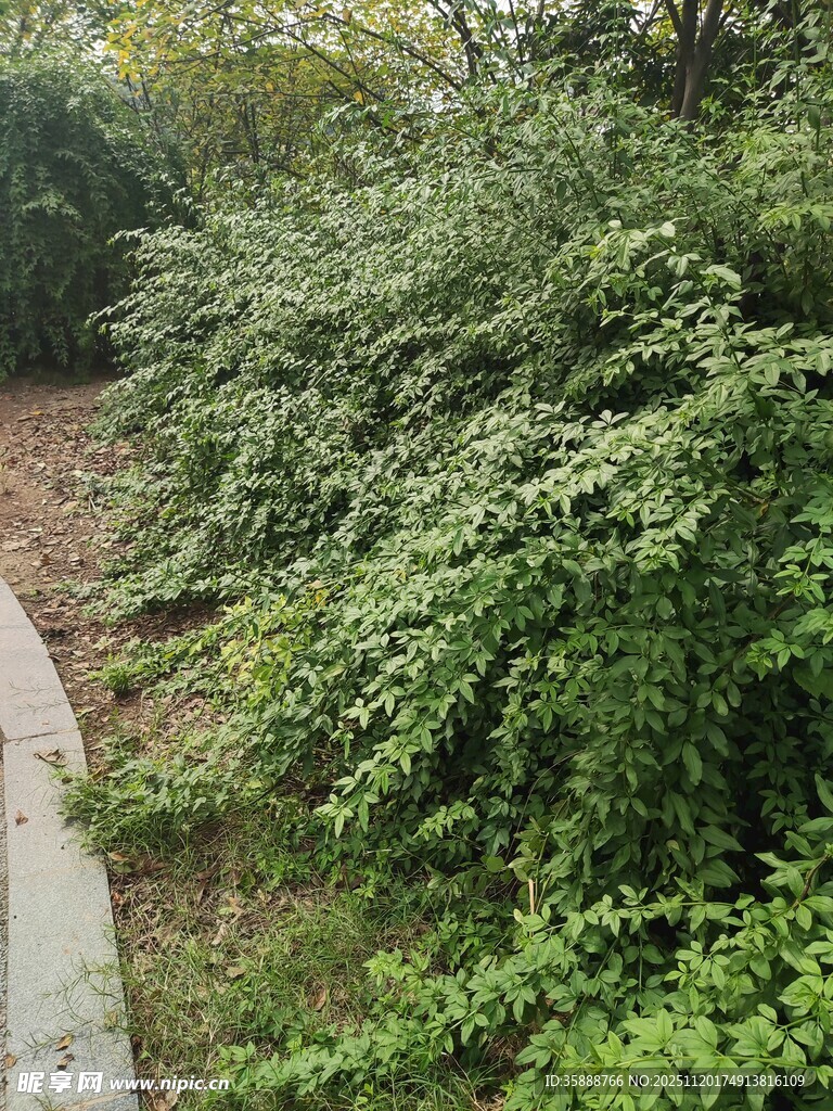 路边繁茂绿植景观