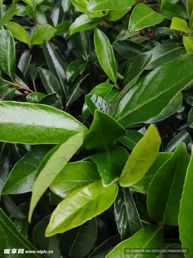 翠绿繁茂的叶片特写