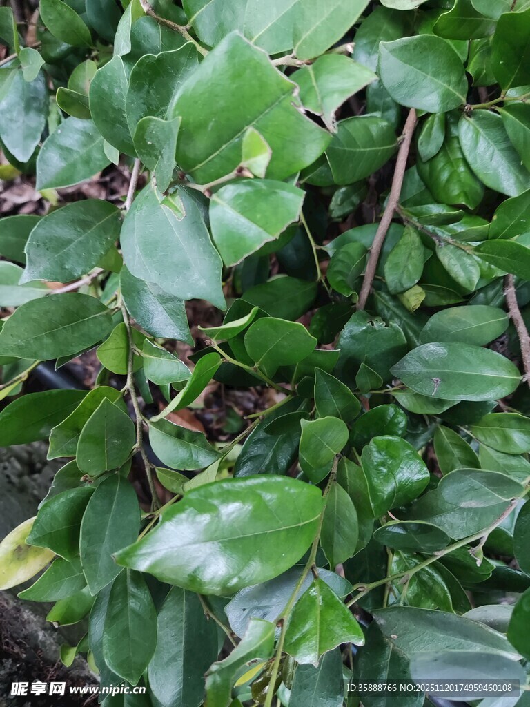 翠绿繁茂的植物枝叶