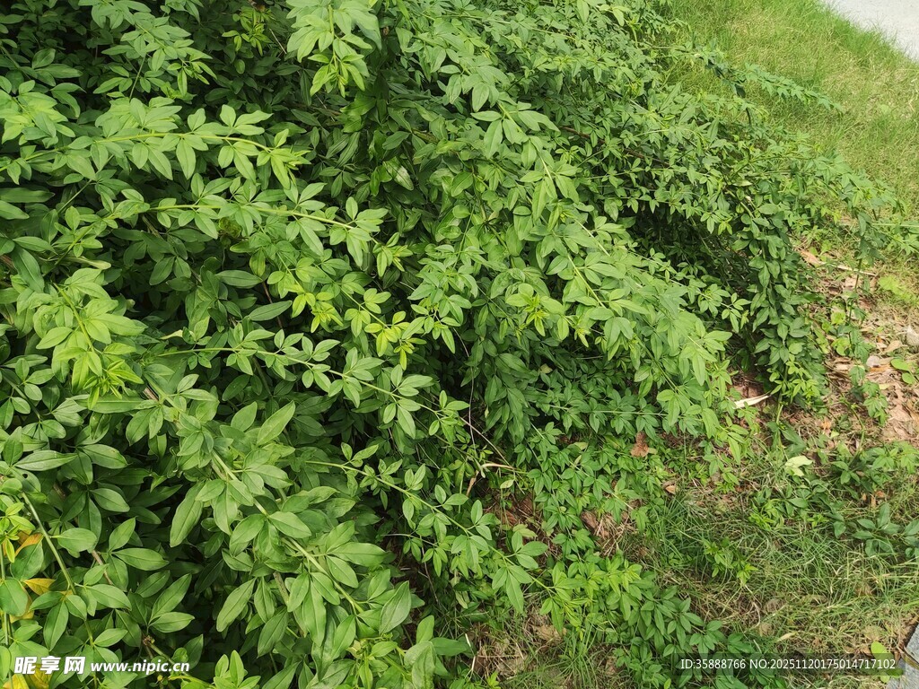 绿意盎然的繁茂植物