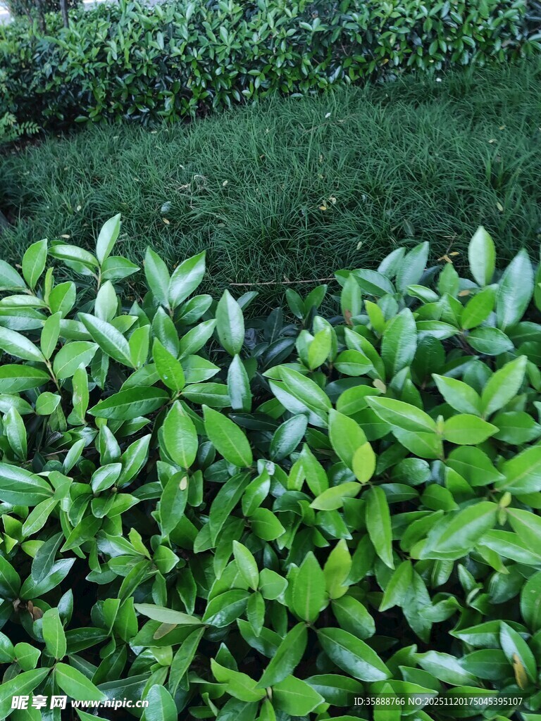 翠绿繁茂的绿植景观