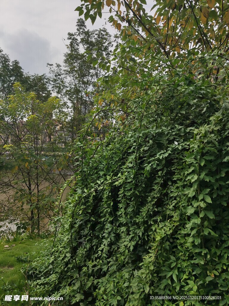 繁茂绿植覆盖的自然景象