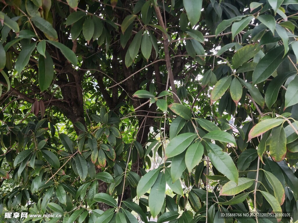 繁茂绿叶的树木景象