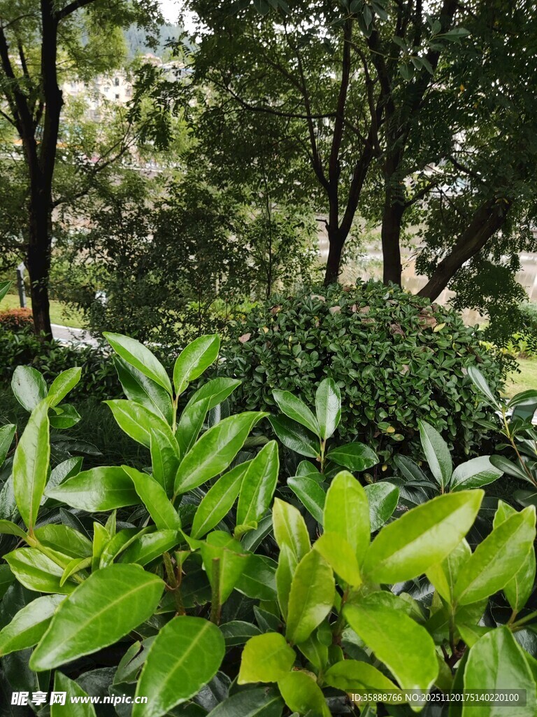 绿意盎然的植物景观