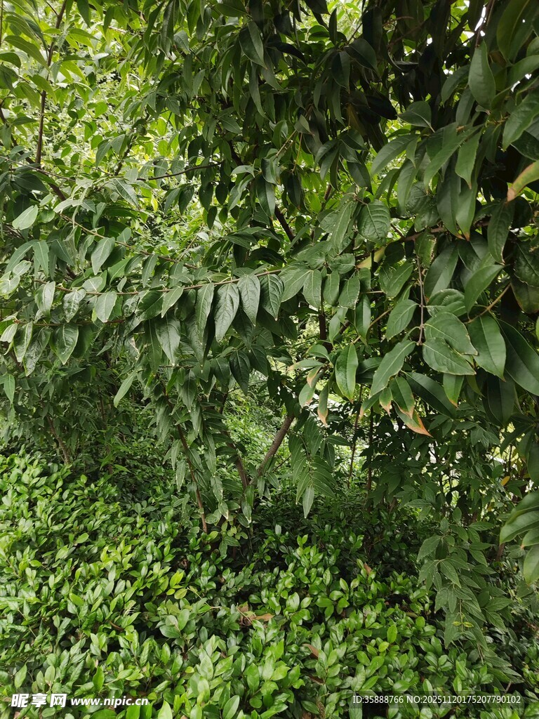 繁茂绿植景观