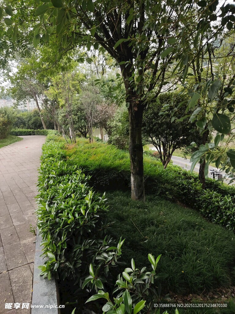 城市中静谧的绿树小径