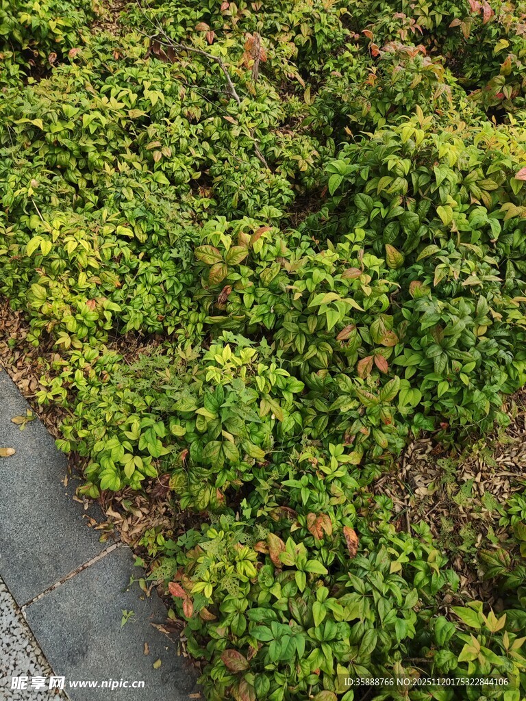 路边繁茂绿植俯拍景象