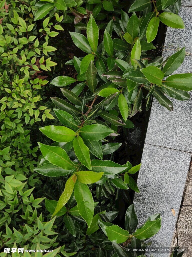 路边翠绿繁茂的植物景观