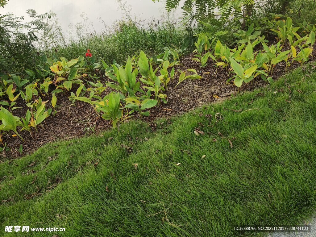 绿意盎然的草地与植物