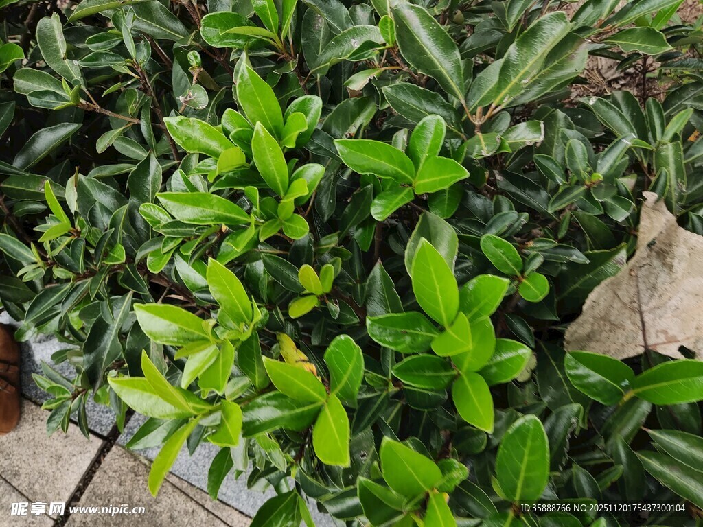 翠绿繁茂的绿植景观