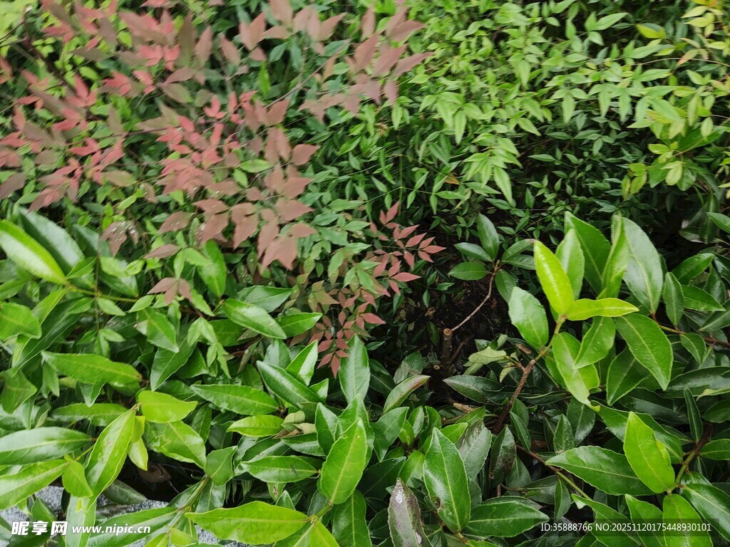 绿叶与粉花交织的景致