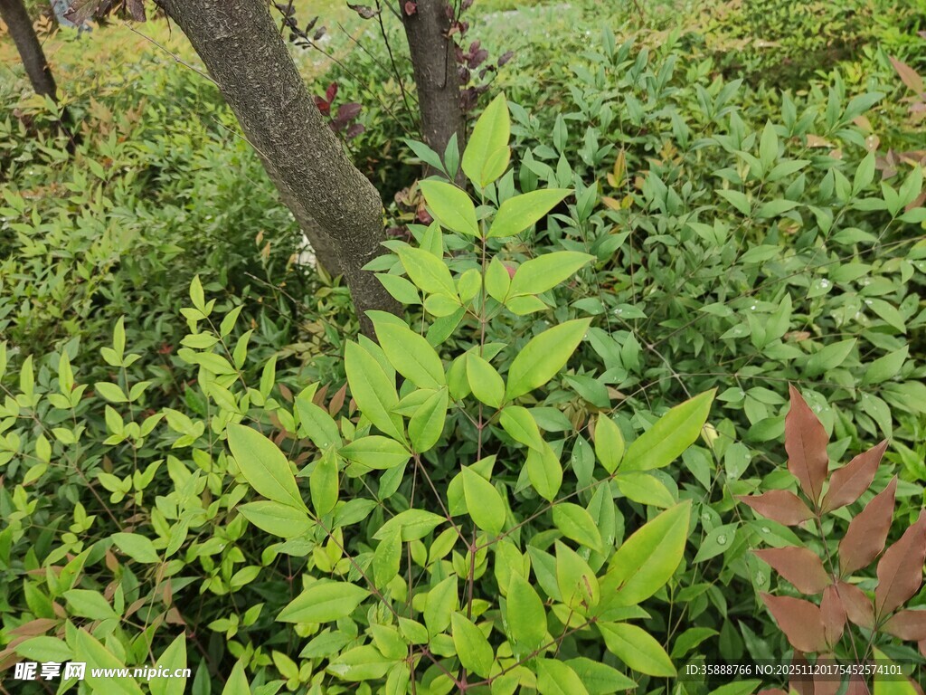 繁茂绿植展现自然生机