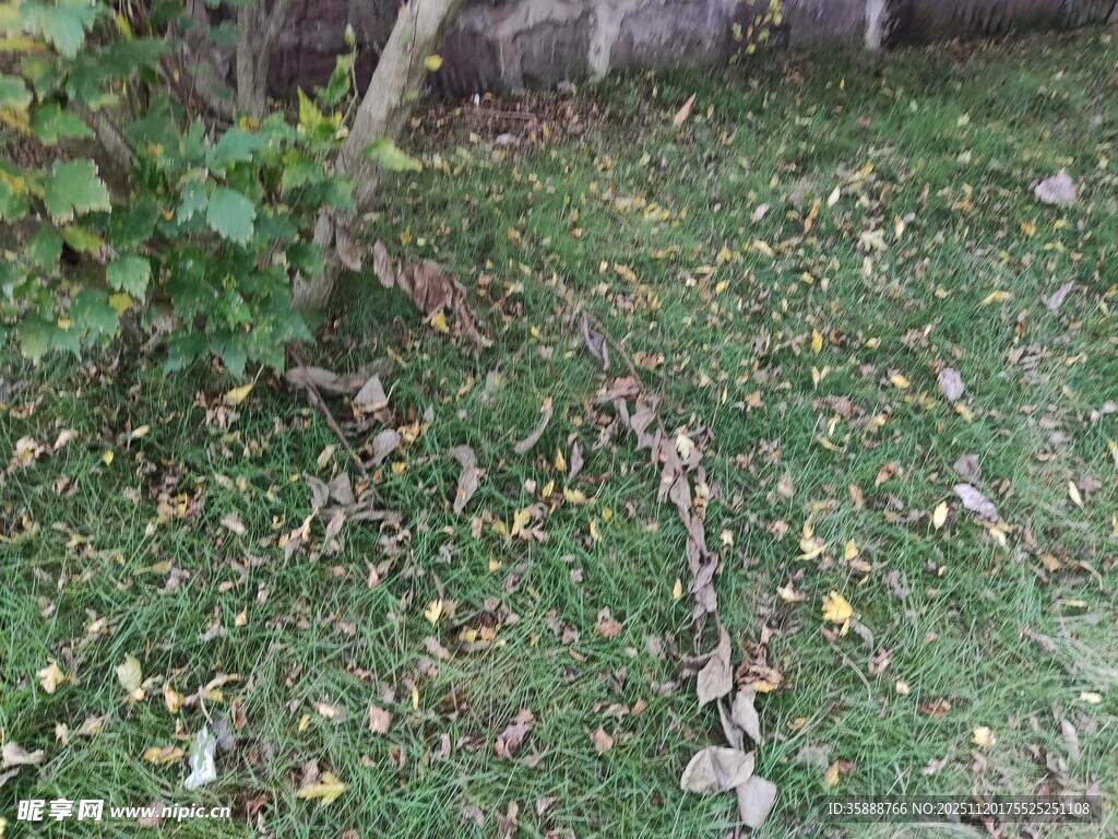 秋日草地落叶景象