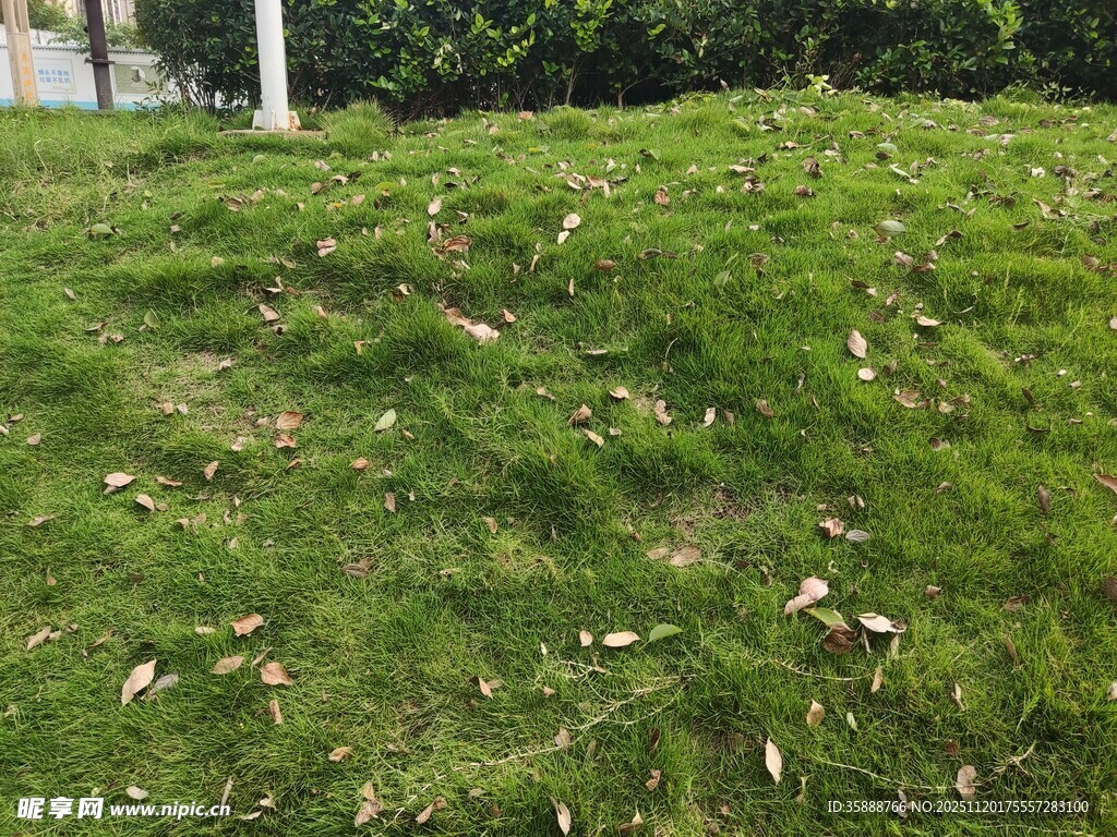 绿意盎然的草地场景