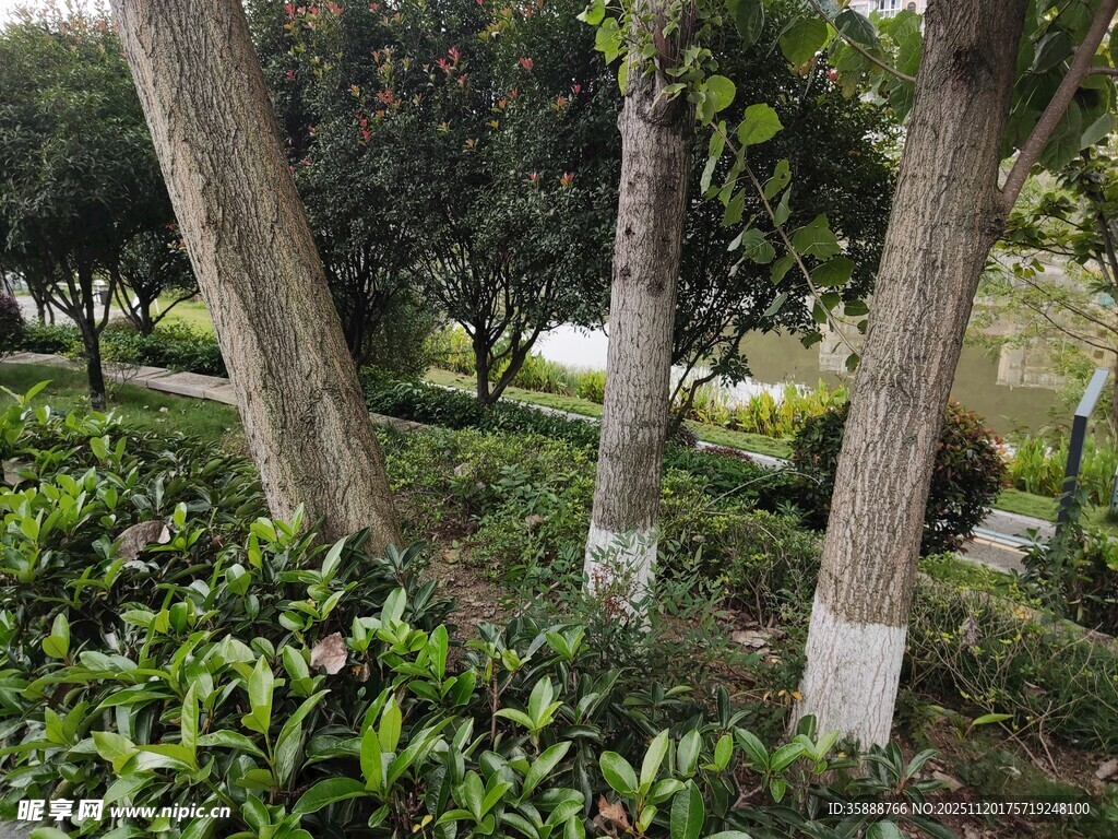 林间树木与绿植景观