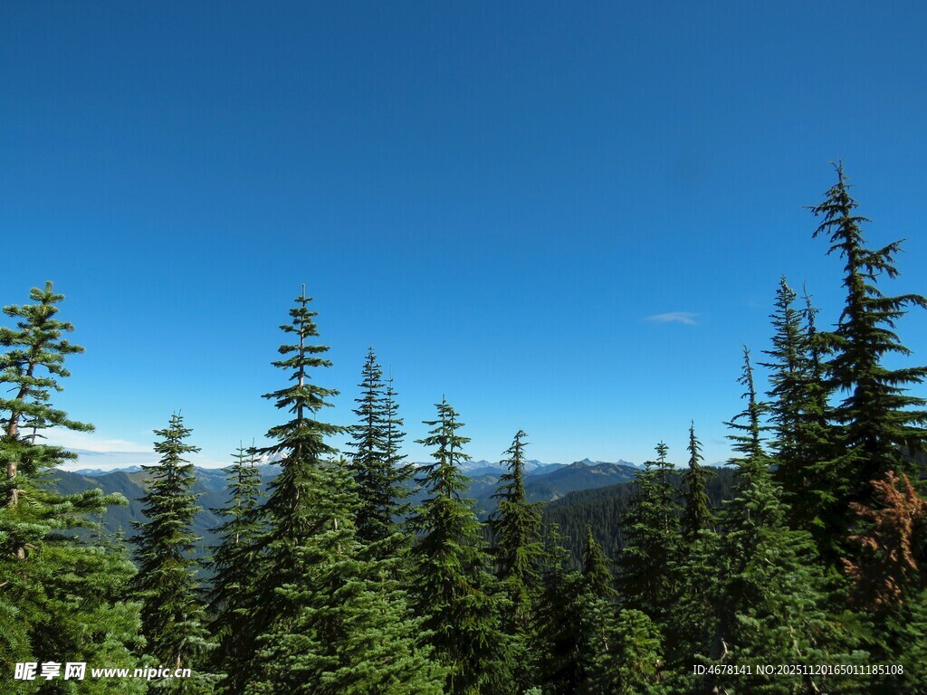 山林间挺拔的翠绿松树